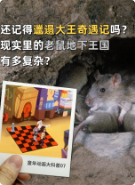 铁树开花